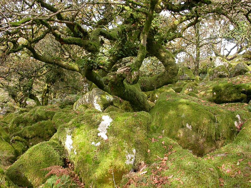 Wistman's Wood trees 2.jpg
